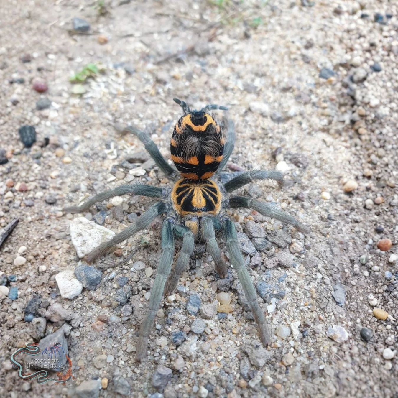 Best Female Tarantulas for Sale | Exotics Unlimited