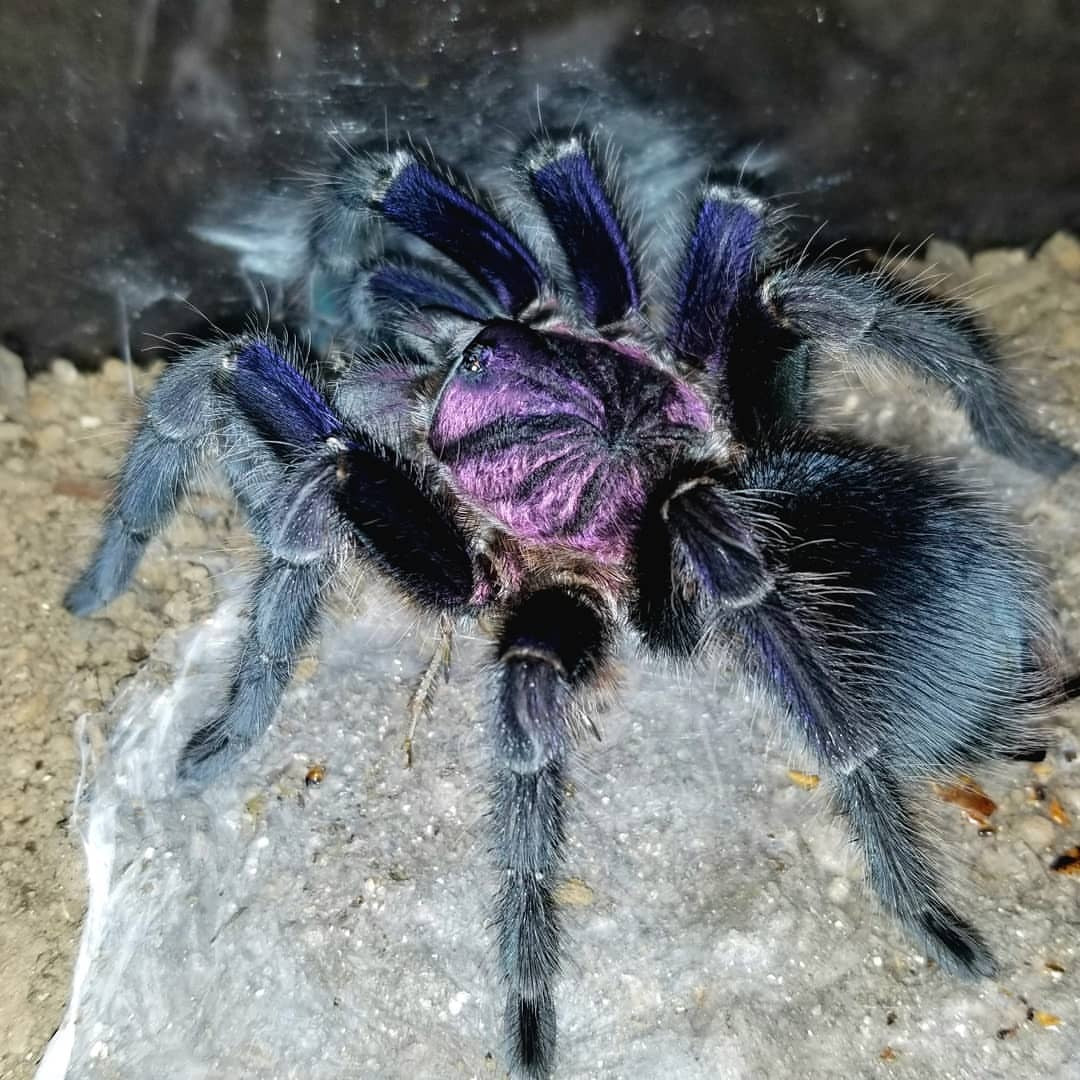 Stars & Spiders Sale