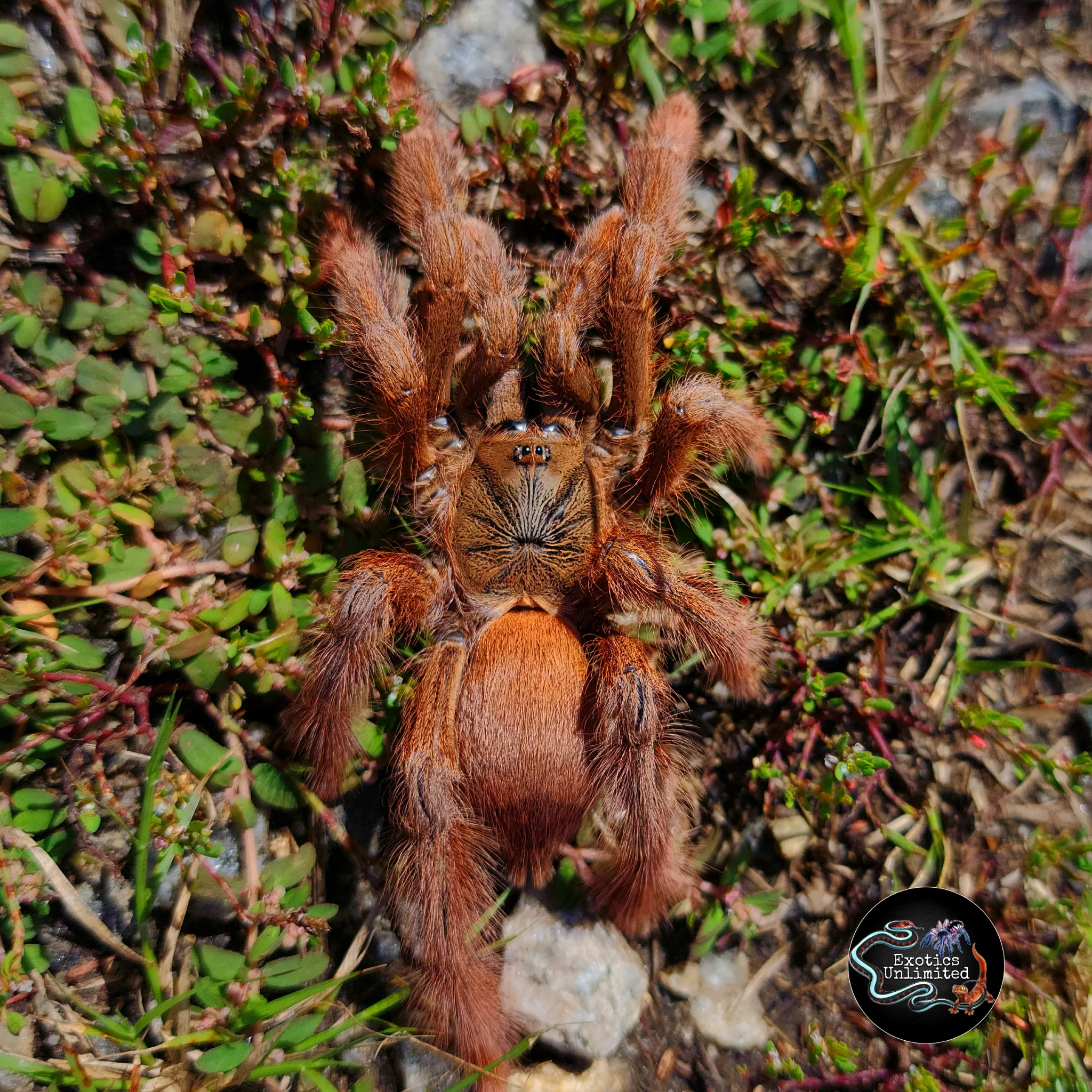 New World Tarantulas
