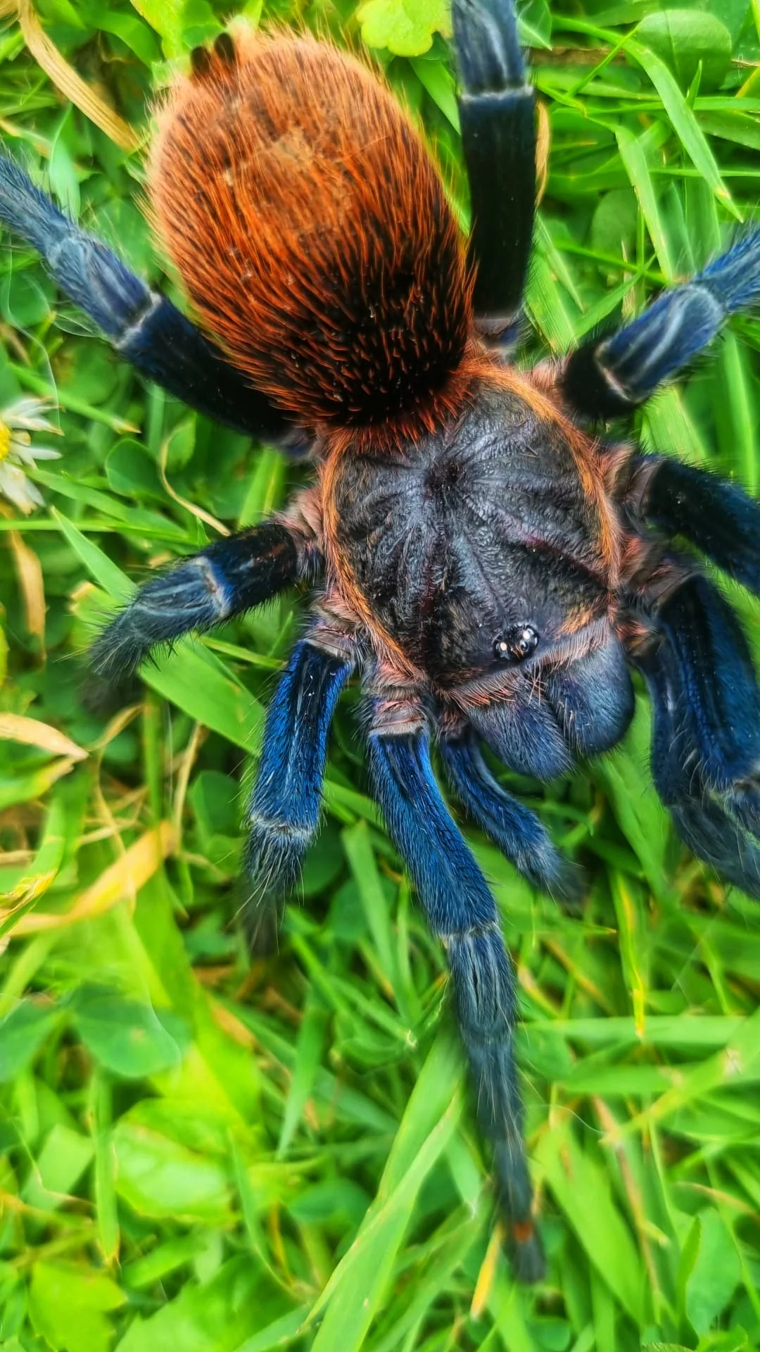 Available Wholesale Invertebrates